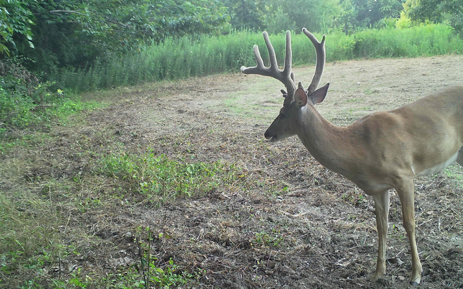 13 Ways HuntStand Helps Build Better Deer Hunting Food Plots Hunt Stand